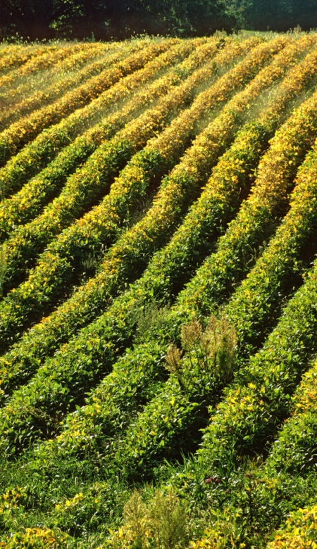 Bean rows photo by Jay Snively