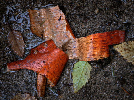 Birch Bark photo by Jay Snively