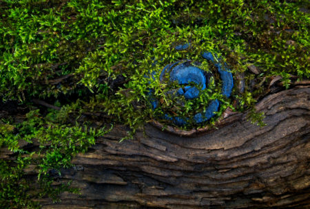 Blue Knot photo by Jay Snively