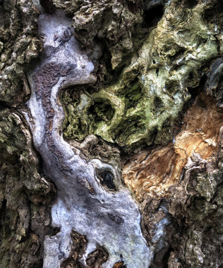 Box Elder photo by Jay Snively