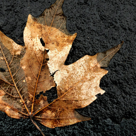 Calico Maple Leaf photo by Jay Snively