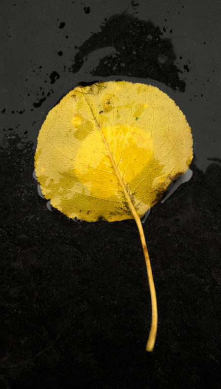 Callery Leaf photo by Jay Snively