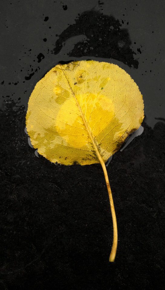 Callery Leaf photo by Jay Snively