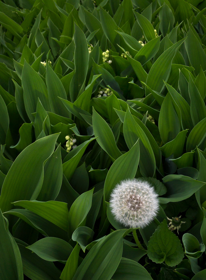 Dandelion photo by Jay Snively