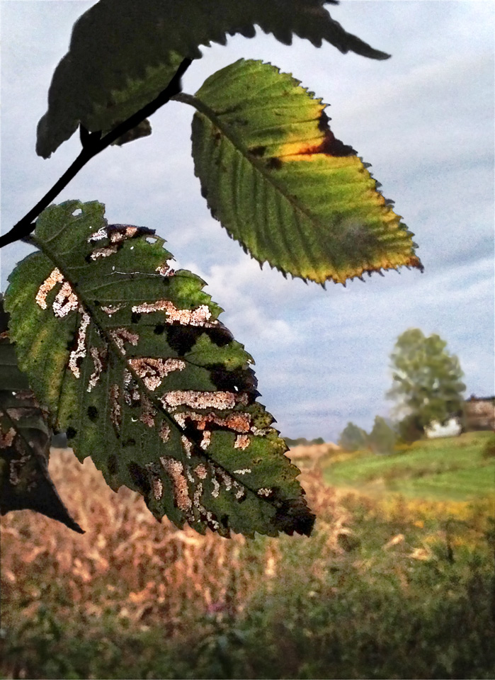 Elm Leaves photo by Jay Snively