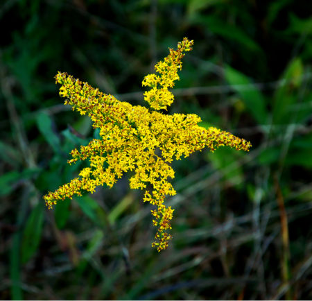 Goldenrod Star photo by Jay Snively
