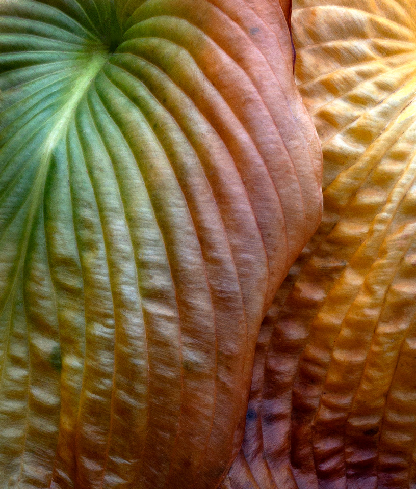 Hosta Leaves photo by Jay Snively