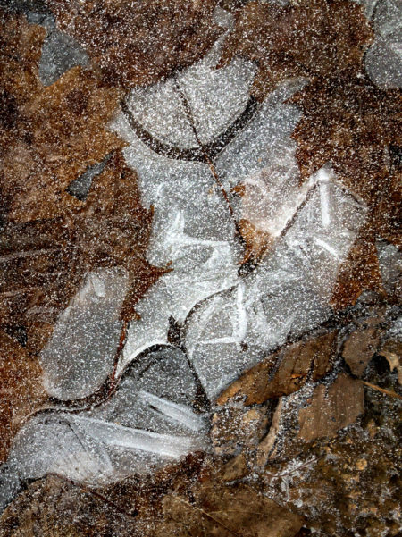 Ice, Leaves photo by Jay Snively