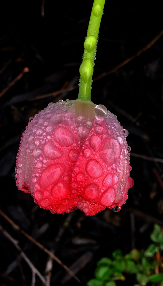 Tulip photo by Jay Snively