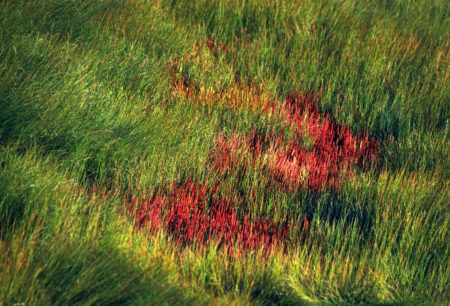 Red Grass, OBX photo by Jay Snively