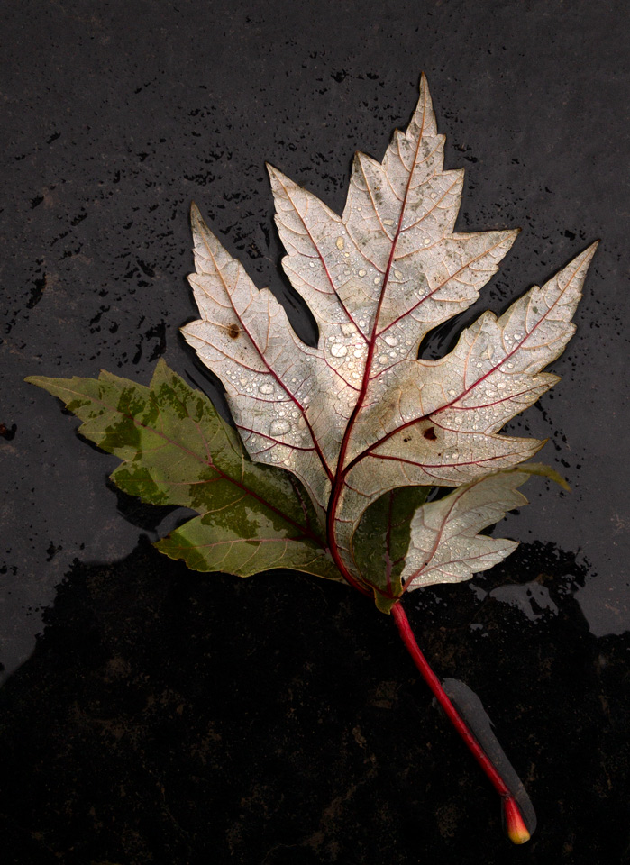 Silver Maple Leaf photo by Jay Snively