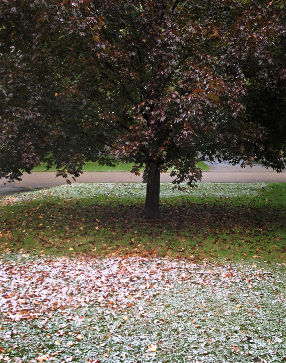 Snow, grass, tree photo by Jay Snively