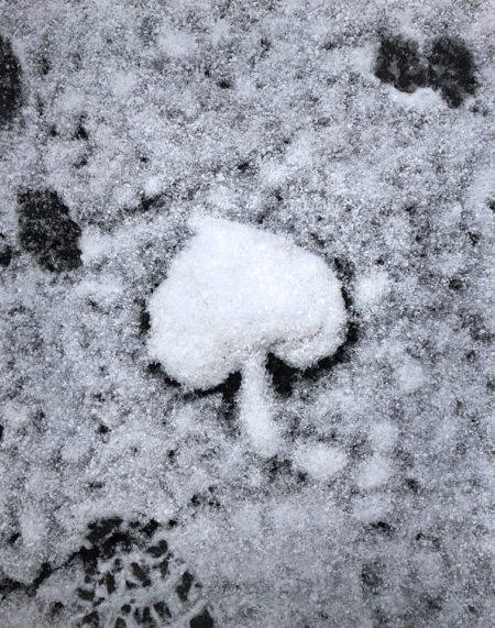 Snow Spade photo by Jay Snively