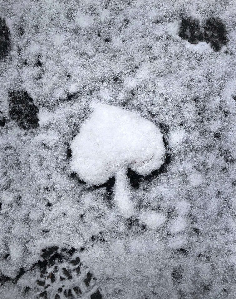 Snow Spade photo by Jay Snively