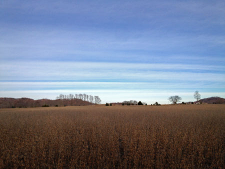 Striped sky, beans photo by Jay Snively