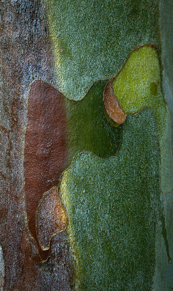 Sycamore bark photo Jay Snively