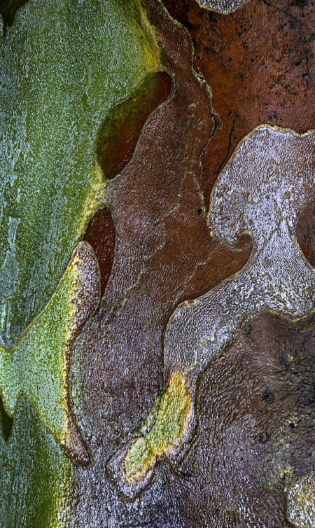 Sycamore bark photo by Jay Snively