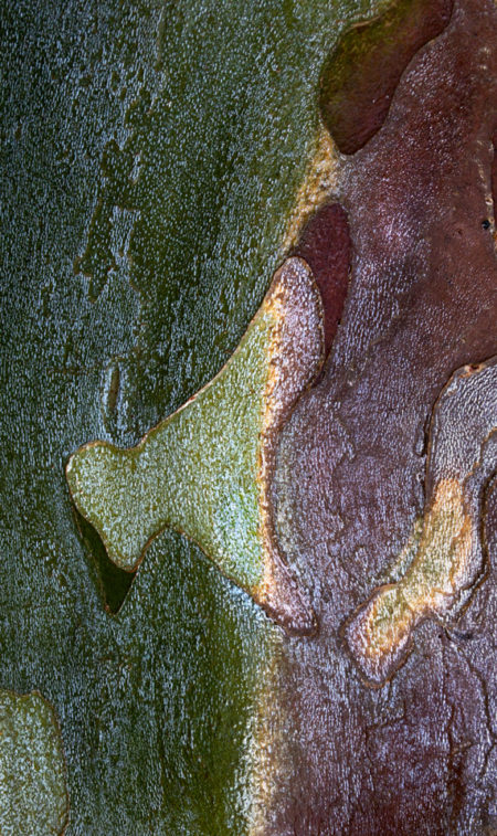 Sycamore Bark photo by Jay Snively