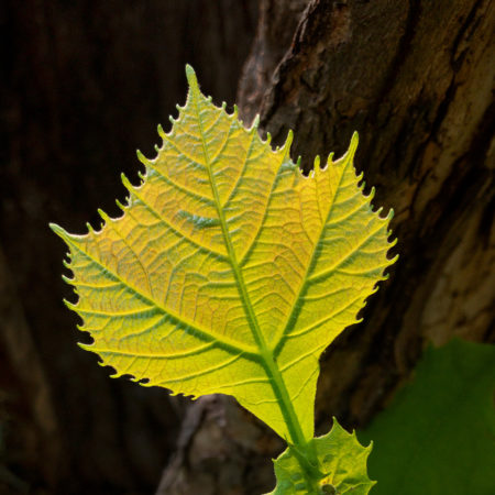 New Sycamore Leaf photo by Jay Snively