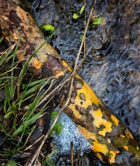 Sycamore root photo by Jay Snively