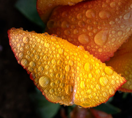 Tulip petal photo by Jay Snively